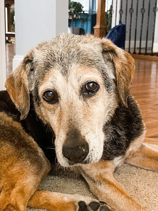 Kind Veterinary Care Picture 9