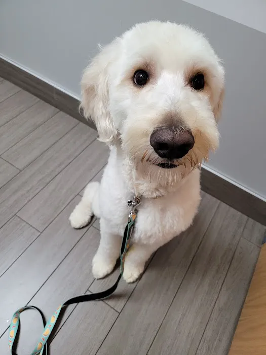 BluePearl Pet Hospital Picture 3