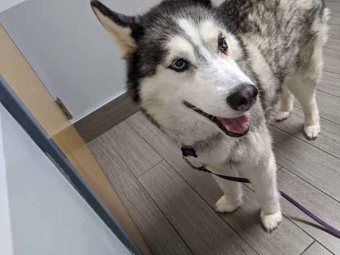 BluePearl Pet Hospital Picture 5