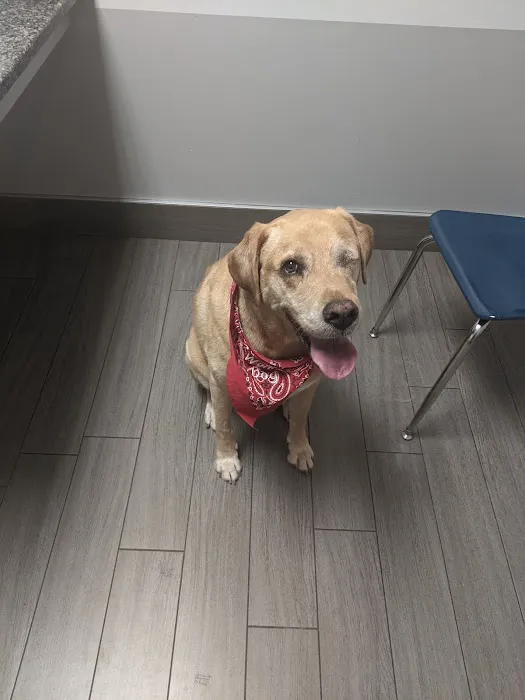 BluePearl Pet Hospital Picture 1