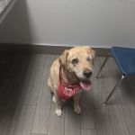 BluePearl Pet Hospital