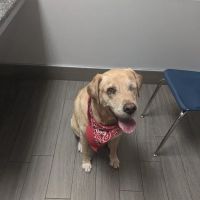 BluePearl Pet Hospital ico