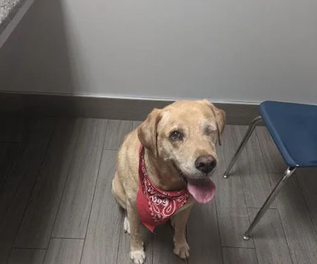 BluePearl Pet Hospital