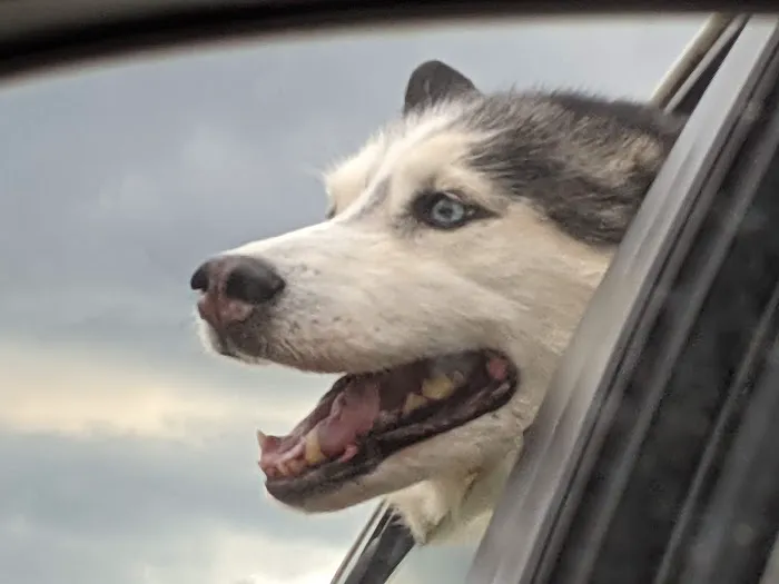 BluePearl Pet Hospital Picture 4