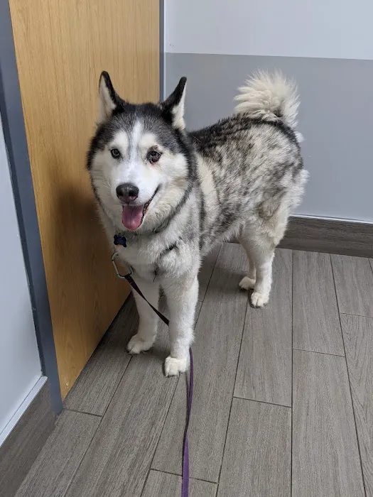 BluePearl Pet Hospital Picture 7