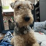 Veterinary Group of Chesterfield