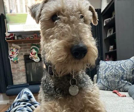 Veterinary Group of Chesterfield