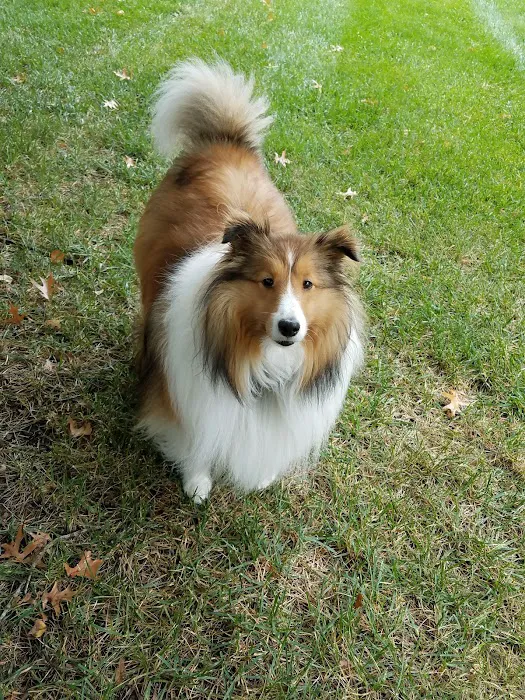 Veterinary Group of Chesterfield Picture 3