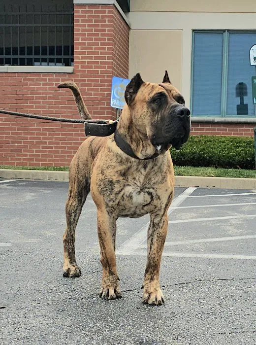 Veterinary Group of Chesterfield Picture 2