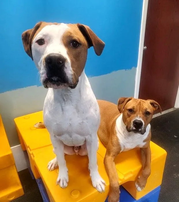 Veterinary Group of Chesterfield Picture 4