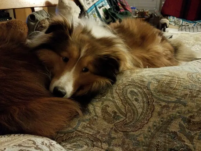 Veterinary Group of Chesterfield Picture 8