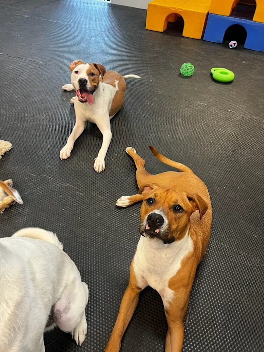 Veterinary Group of Chesterfield Picture 6