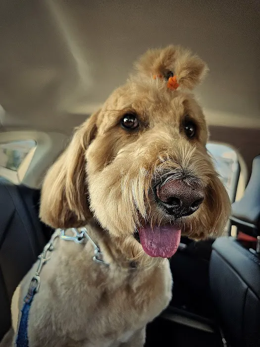 Veterinary Group of Chesterfield Picture 7