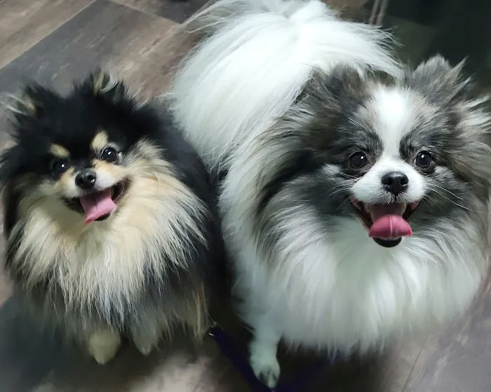 Veterinary Group of Chesterfield Picture 10