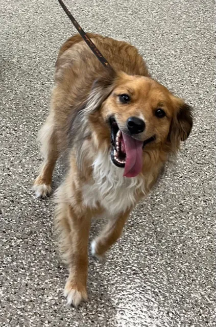 Kehrs Mill Veterinary Care Picture 1