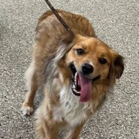 Kehrs Mill Veterinary Care ico