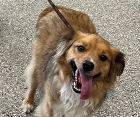 Kehrs Mill Veterinary Care