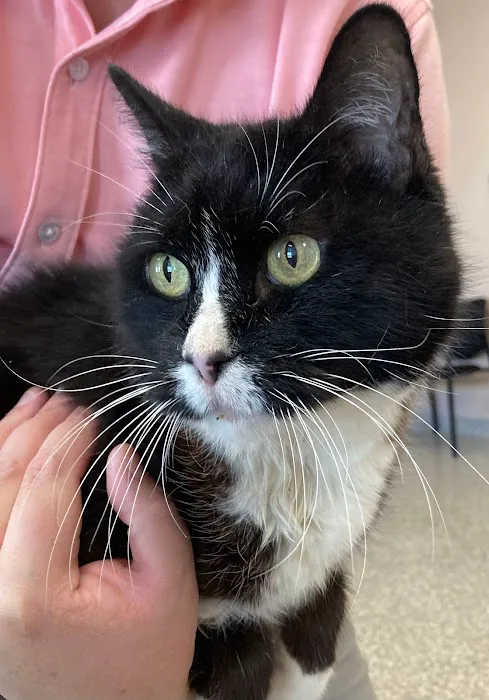 Kehrs Mill Veterinary Care Picture 5