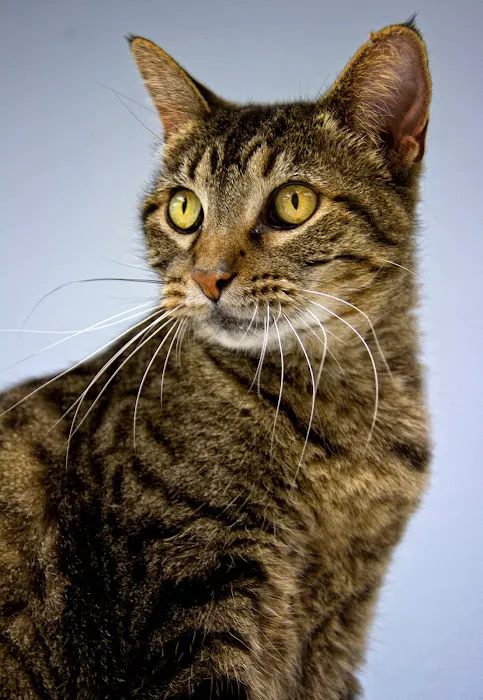 Kehrs Mill Veterinary Care Picture 3