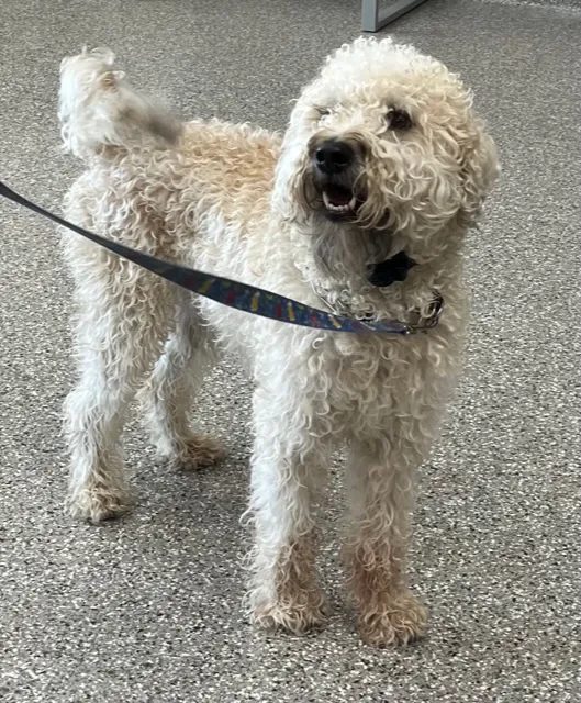 Kehrs Mill Veterinary Care Picture 8