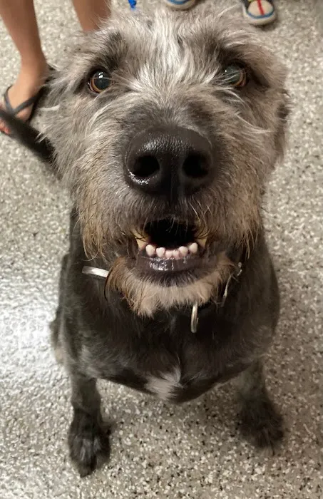 Kehrs Mill Veterinary Care Picture 7