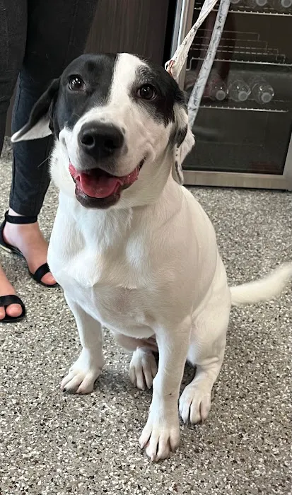 Kehrs Mill Veterinary Care Picture 9