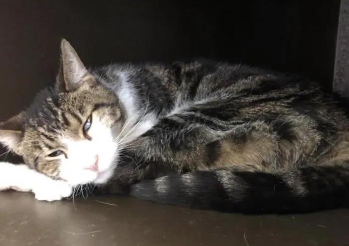 Clayton Road Veterinary Hospital Picture 7