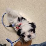 Ellisville Veterinary Hospital