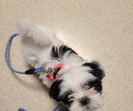 Ellisville Veterinary Hospital