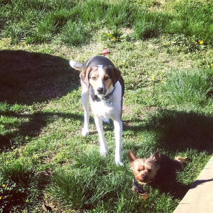 Ellisville Veterinary Hospital Picture 7