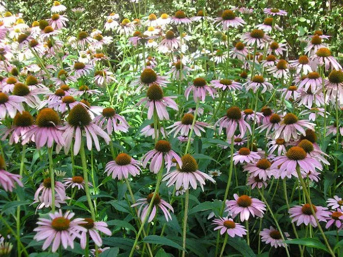 Ellisville Veterinary Hospital Picture 6