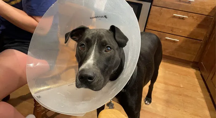 Banfield Pet Hospital Picture 3