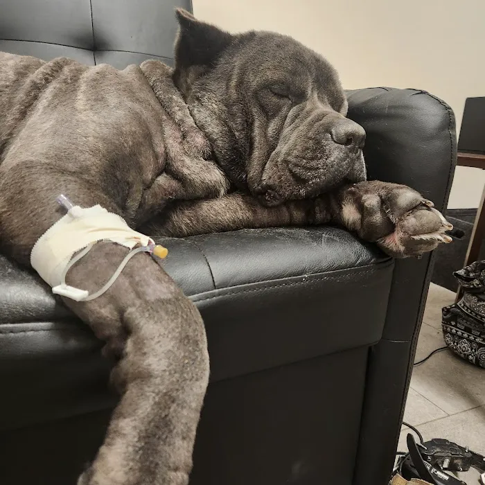 Fox Creek Veterinary Hospital at Manchester Avenue Picture 1