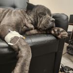 Fox Creek Veterinary Hospital at Manchester Avenue