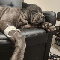 Fox Creek Veterinary Hospital at Manchester Avenue ico