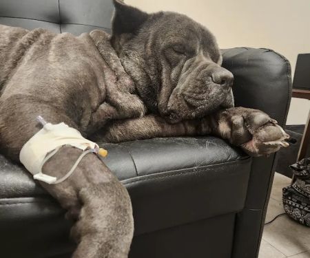 Fox Creek Veterinary Hospital at Manchester Avenue