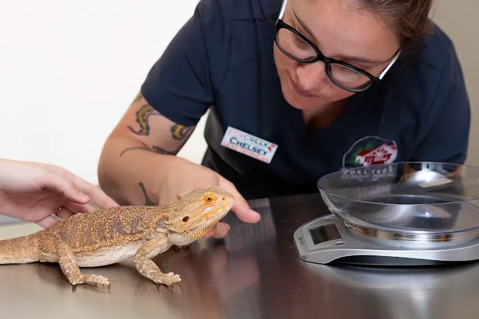 Fox Creek Veterinary Hospital at Manchester Avenue Picture 2