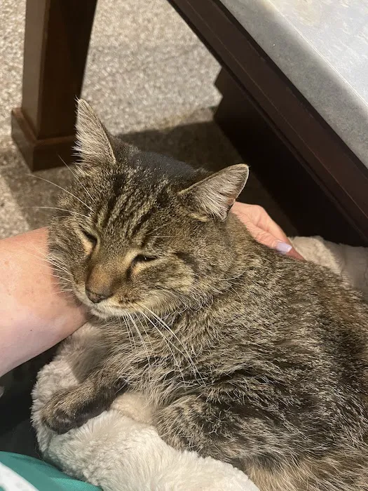 Fox Creek Veterinary Hospital at Manchester Avenue Picture 4