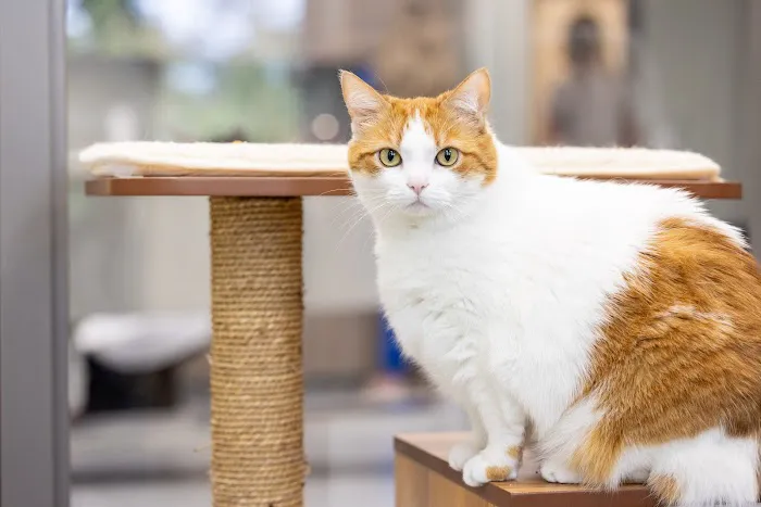 West County Animal Clinic Picture 2