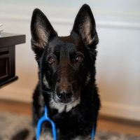 West County Animal Clinic ico