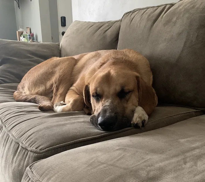 West County Animal Clinic Picture 5