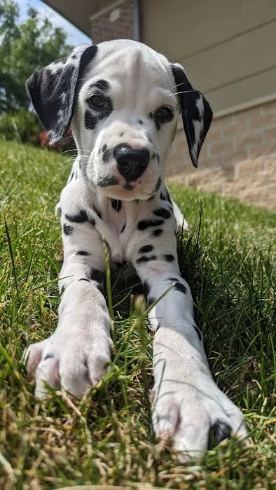 Healing Paws Picture 3