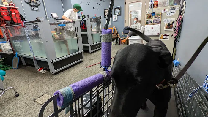 Healing Paws Picture 2