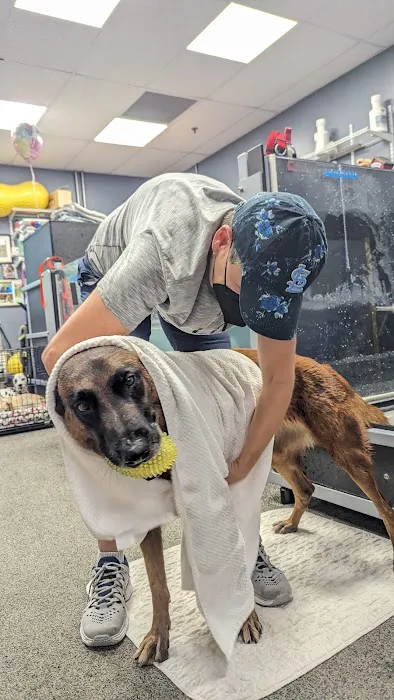 Healing Paws Picture 6