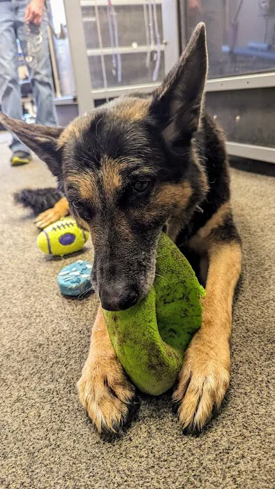 Healing Paws Picture 5