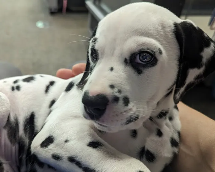 Healing Paws Picture 7