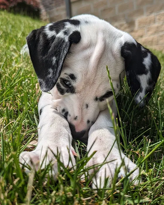 Healing Paws Picture 8