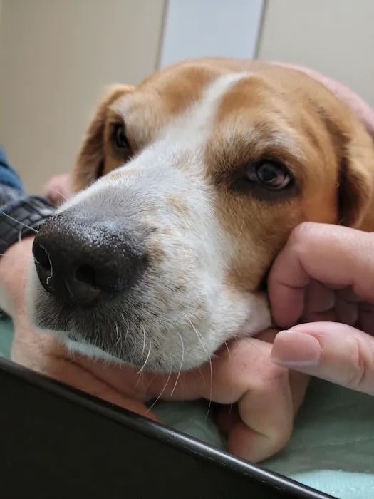 Veterinary Specialty Services Picture 1