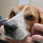 Veterinary Specialty Services