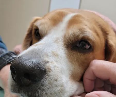 Veterinary Specialty Services